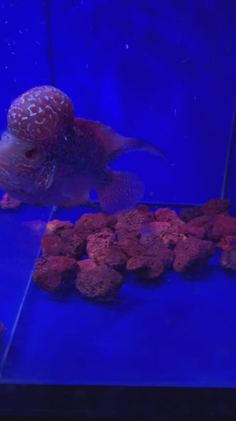 SRD Flowerhorn #05