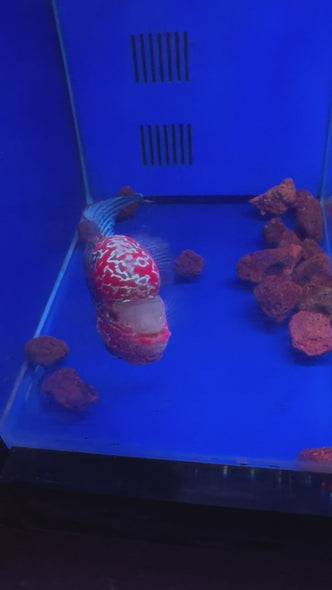 SRD Flowerhorn #13