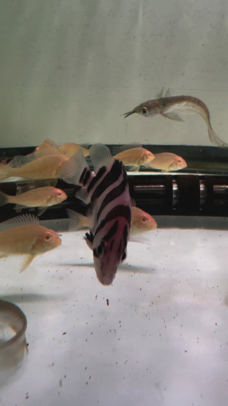 3 Bar Indo Datnoid A Grade ( Datnioides microlepis )
