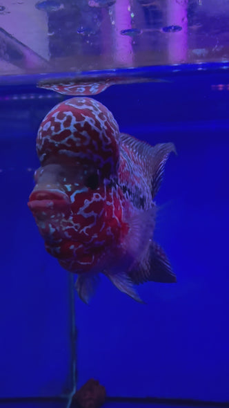 SRD Flowerhorn #116