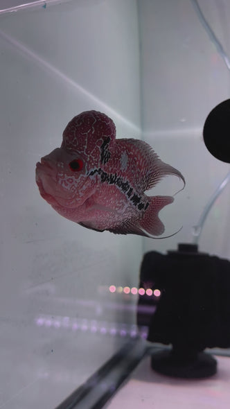 SRD Flowerhorn #26