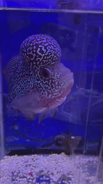 SRD Flowerhorn #30