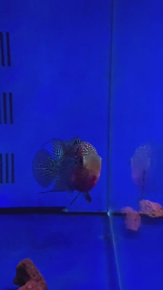 SRD Flowerhorn #06 female