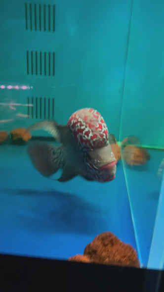 SRD Flowerhorn #08