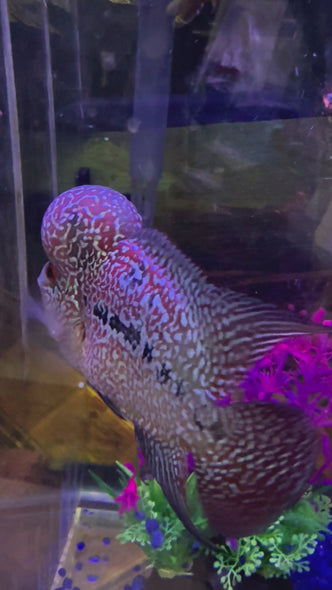 SRD Flowerhorn #23