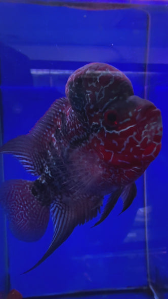 SRD Flowerhorn #114