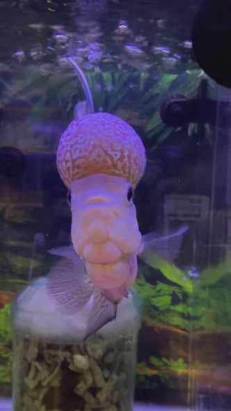 SRD Flowerhorn #26