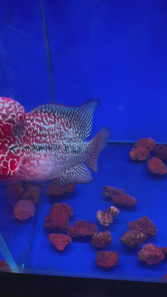 SRD Flowerhorn #14