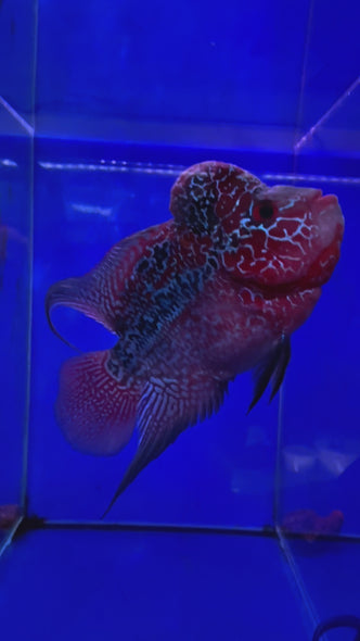 SRD Flowerhorn #29