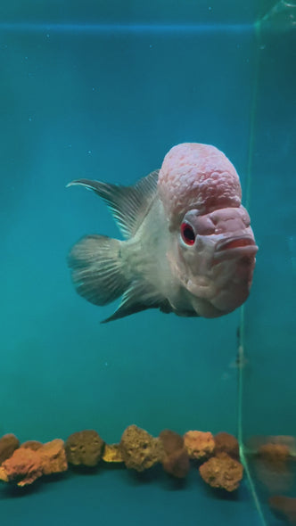 Thai Silk Flowerhorn #10