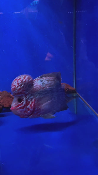 SRD Flowerhorn #16