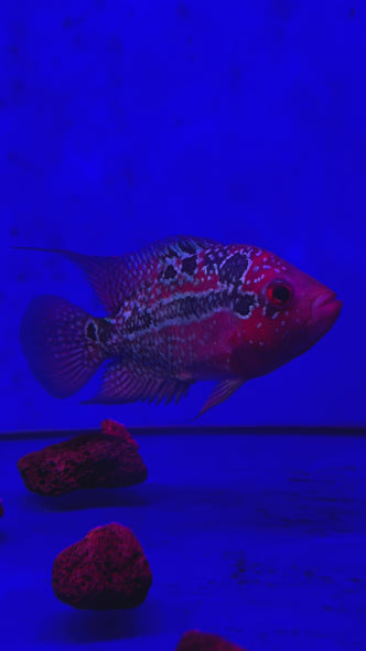 SRD Flowerhorn #08 female