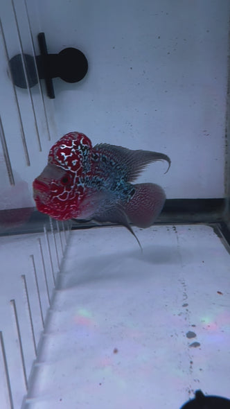 SRD Flowerhorn #44