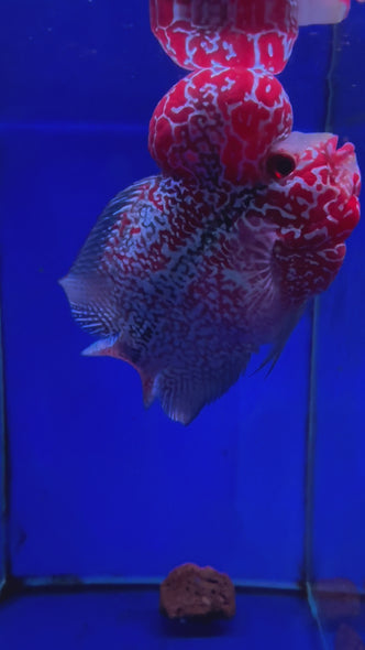 SRD Flowerhorn #111