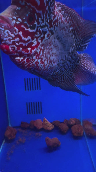 SRD Flowerhorn #034