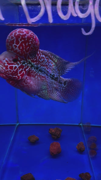 SRD Flowerhorn #11