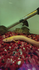 Leucistic Golden Weeksii Polypterus Bichir (Polypterus weeksii)