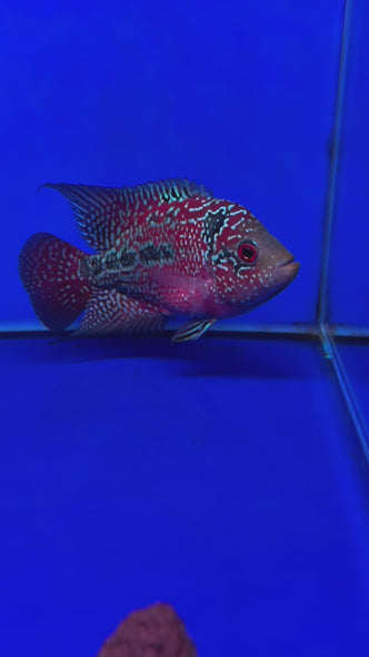 SRD Flowerhorn #03 female