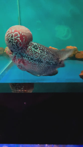 SRD Flowerhorn #11