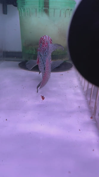 SRD Flowerhorn #45