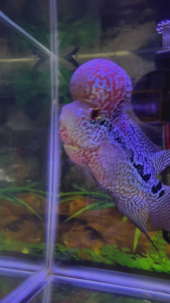 SRD Flowerhorn #25