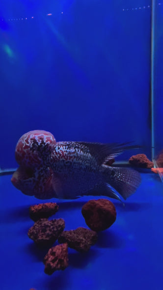 SRD Flowerhorn #13