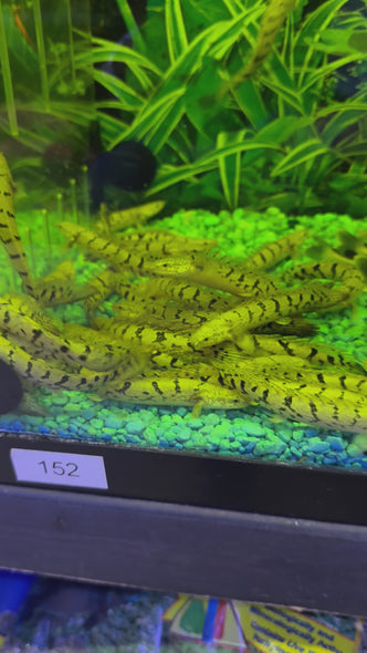 Royal Delhezi Polypterus Bichir (Polypterus delhezi)