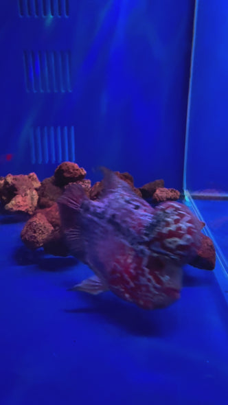 SRD Flowerhorn #12