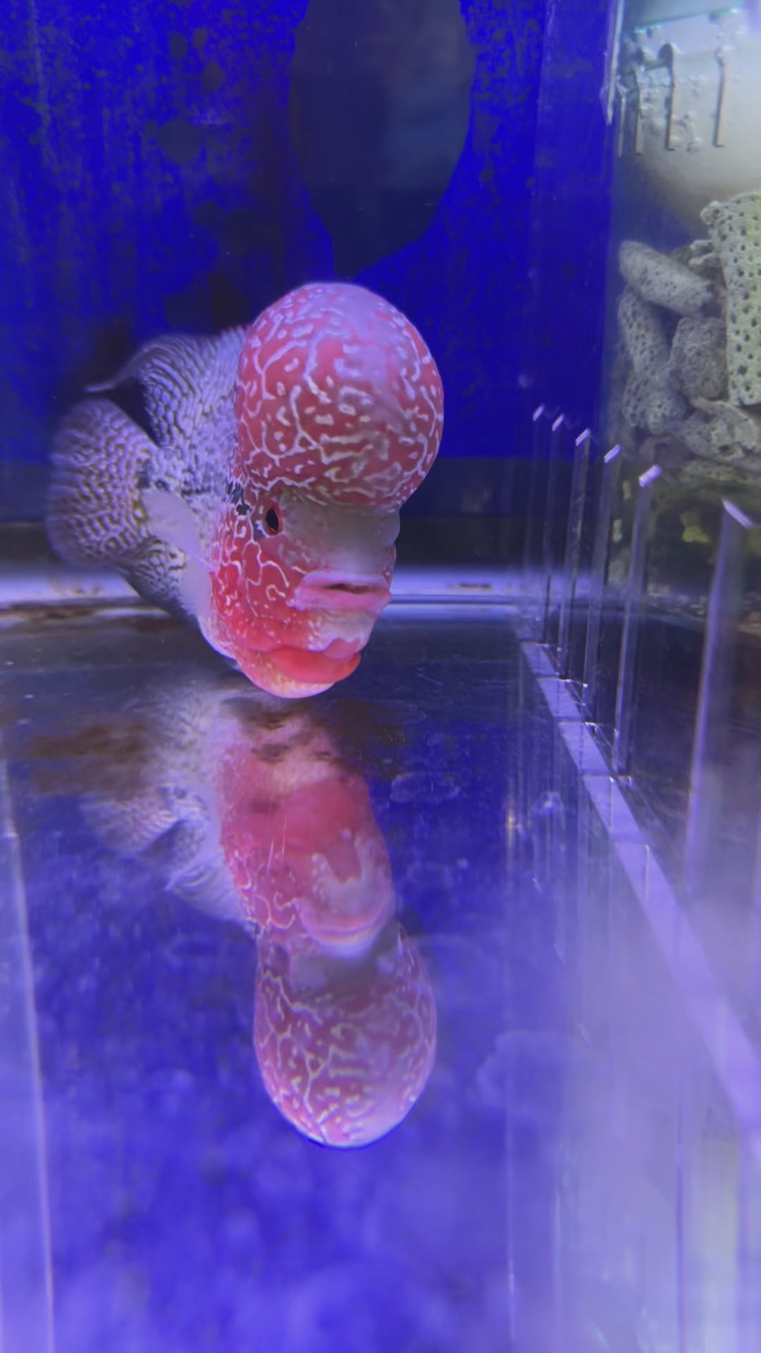 Buy Flowerhorn Fish Online Monster Aquarium