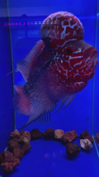 SRD Flowerhorn #115