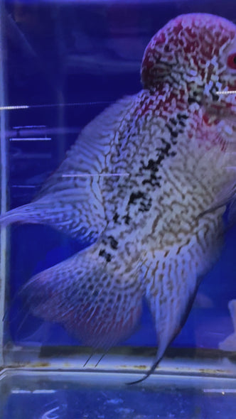 SRD Flowerhorn #41