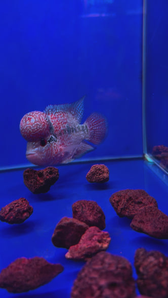 SRD Flowerhorn #15