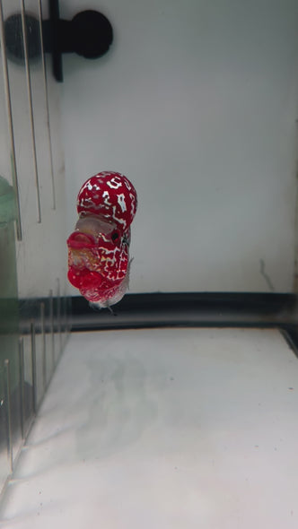 SRD Flowerhorn #51