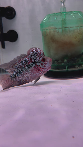 SRD Flowerhorn #20