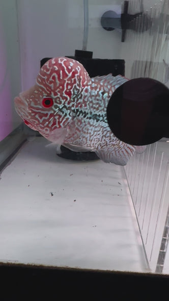 SRD Flowerhorn #47