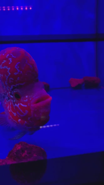 SRD Flowerhorn #118