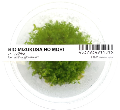 Hemianthus Micranthemoides ADA IC022