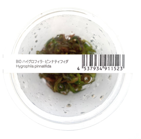 Hygrophila Pinnatifida  ADA IC202