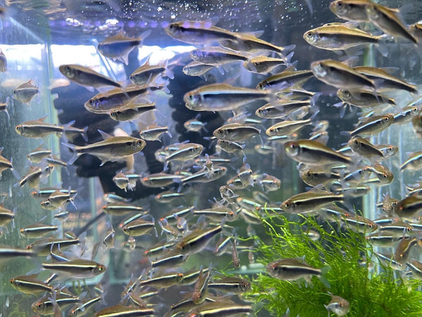 Black Neon Tetra (Hyphessobrycon herbertaxelrodi)