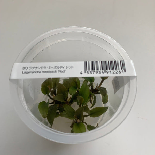 Lagenandra Meeboldii ' Red'  ADA IC217