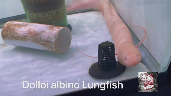 Spotted Albino Lungfish "Protopterus dolloi"