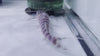 Tigrinus Catfish (Pseudoplatystoma tigrinum)
