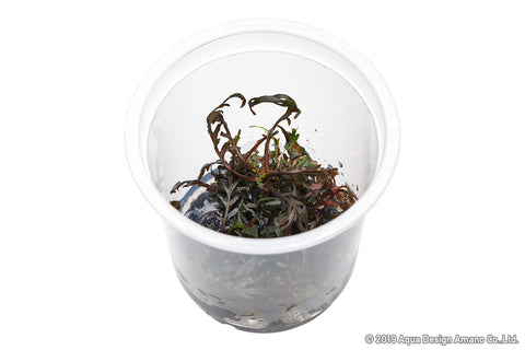 Hygrophila Pinnatifida UK (Uttarakannada) ADA IC497