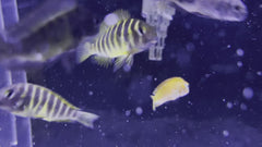 Assorted Tropheus Cichlid (Random fish)