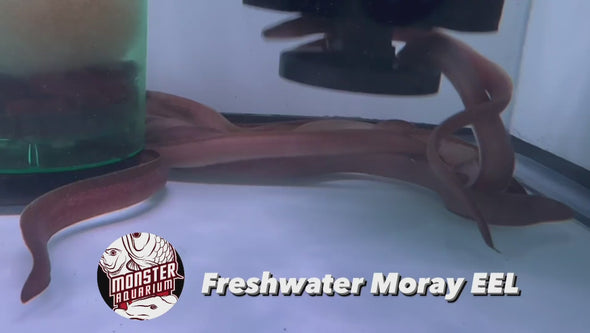 Freshwater Moray Eel