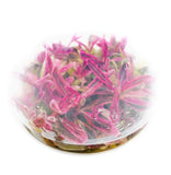 Hygrophila Lancea 'Chai'  IC417