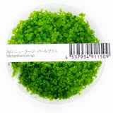 Micranthemum sp.'Monte Carlo' ADA IC029