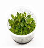 Staurogyne Repens ADA IC030