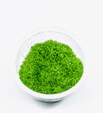 Utriclaria Graminifolia ADA IC205