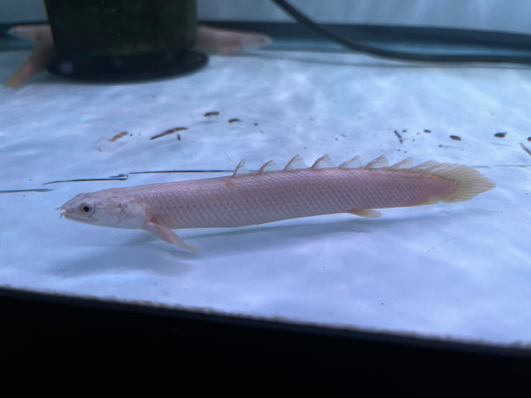 Platinum Senegal Bichir (Polypterus senegalus)
